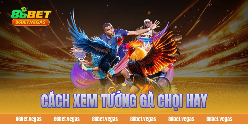 Cách xem tướng gà chọi hay & Bí kíp nhìn vảy chân độc 2026