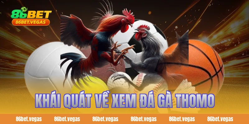 Khái quát về xem đá gà Thomo