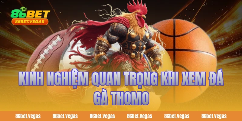 Kinh nghiệm quan trọng khi xem đá gà Thomo