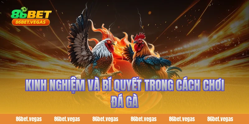 Kinh nghiệm và bí quyết trong cách chơi đá gà