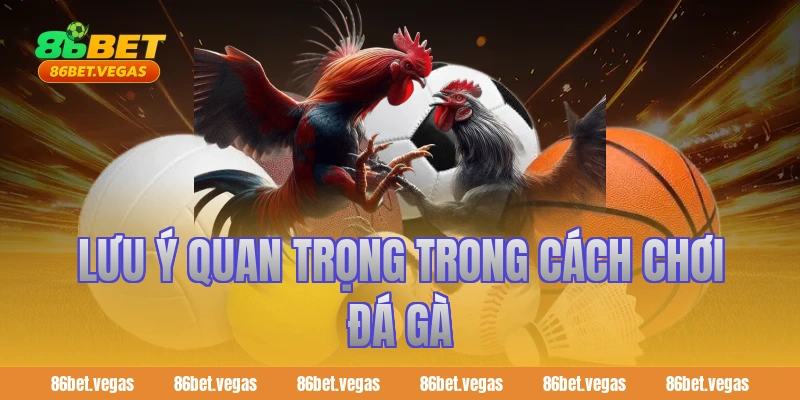Lưu ý quan trọng trong cách chơi đá gà