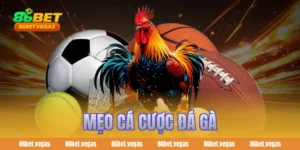 mẹo cá cược đá gà