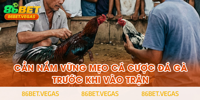Tại sao cần nắm vững mẹo cá cược đá gà trước khi vào trận?