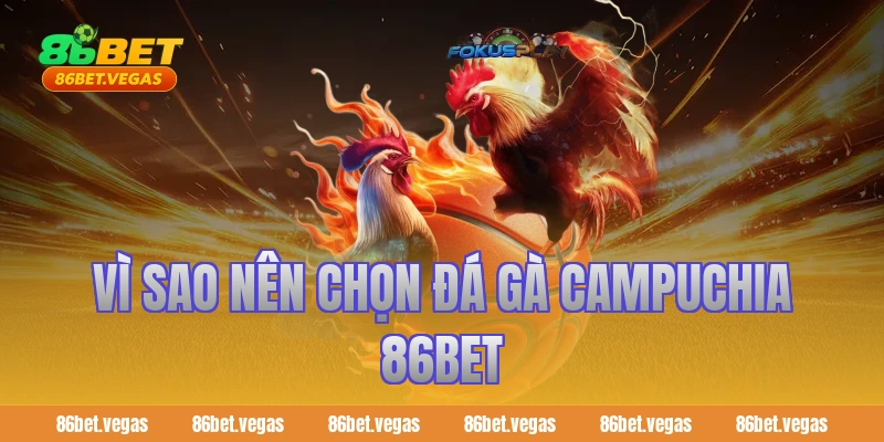 Vì sao nên chọn đá gà Campuchia 86bet