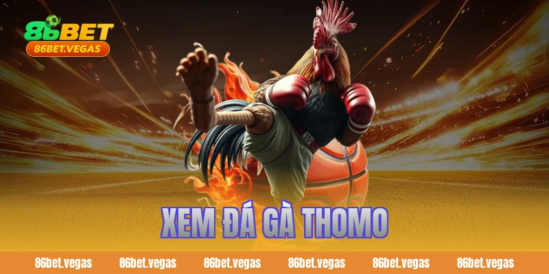 Xem đá gà Thomo kịch tính và bí quyết trải nghiệm trọn vẹn