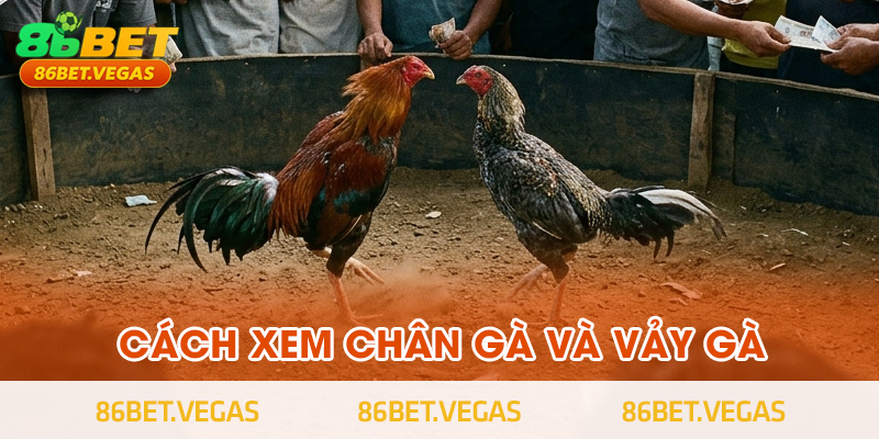 Cách xem chân gà và vảy gà